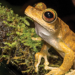 Molecular and acoustic evidence for large-scale ...